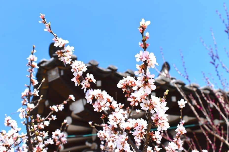 When To Go Hiking In Korea: Seasonal Hiking Guide 2024 5 Spring blossoms with a traditional Korean hanok building
