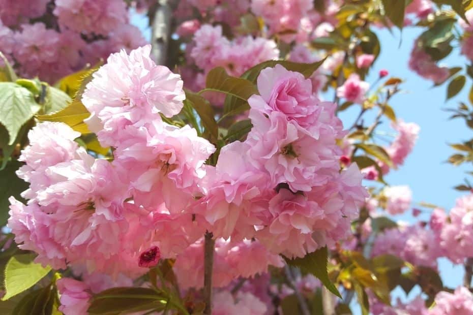 When To Go Hiking In Korea: Seasonal Hiking Guide 2024 6 King cherry blossoms you can see hiking in Korea