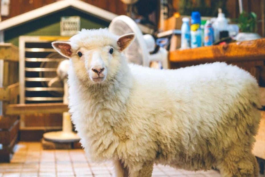 Expat Life In Korea: A Guide To Living In Korea As An Expat 20 Thanks Nature Sheep Cafe in Hongdae