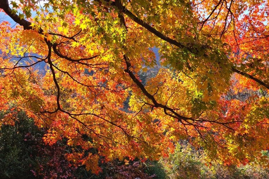 How To Go To Naejangsan National Park For Fall Foliage 2024 8 Fall foliage at Naejangsan National Park