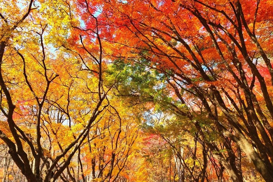 How To Go To Naejangsan National Park For Fall Foliage 2024 10 Maple Tree Tunnel at Naejangsan National Park