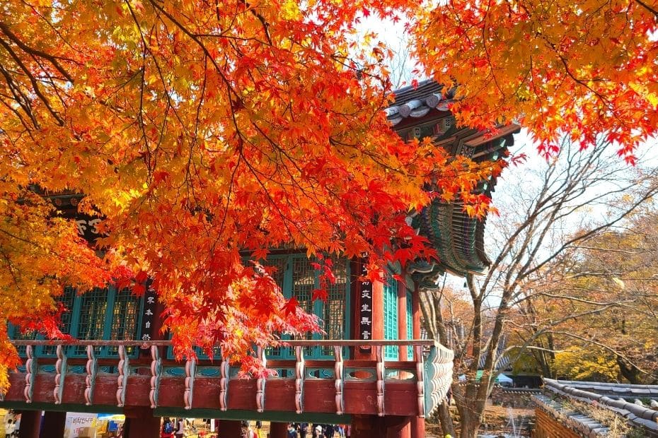 How To Go To Naejangsan National Park For Fall Foliage 2024 9 Autumn leaves at Naejangsa Temple at Naejangsan National Park