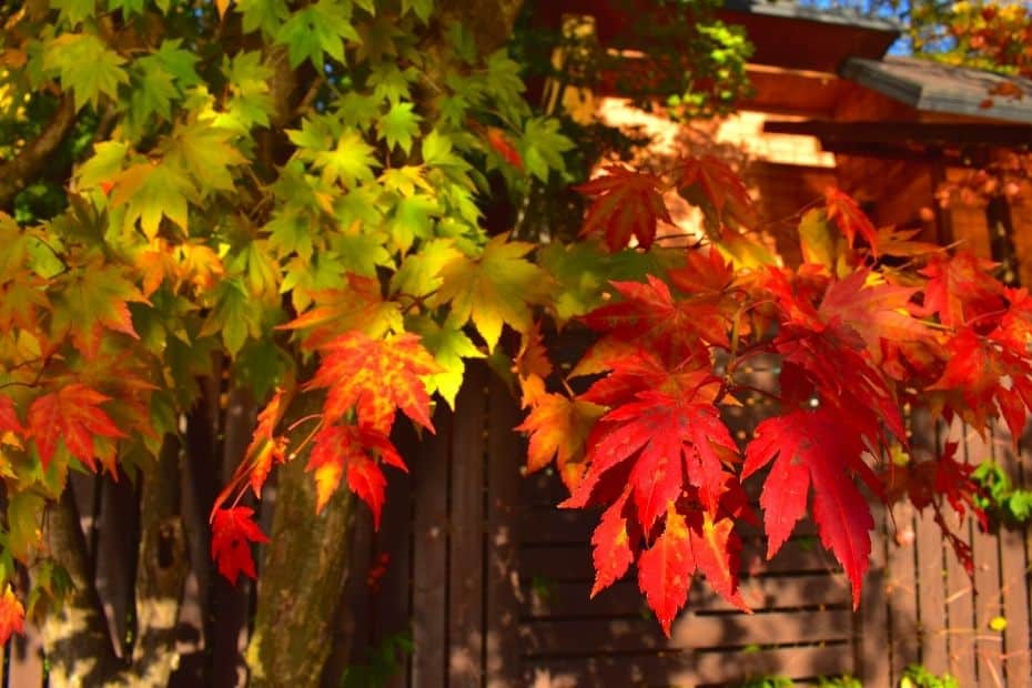 Beautiful Korean Autumn Leaves Pictures: Best Foliage 2024 48 Colourful autumn leaves on Nami Island, Korea