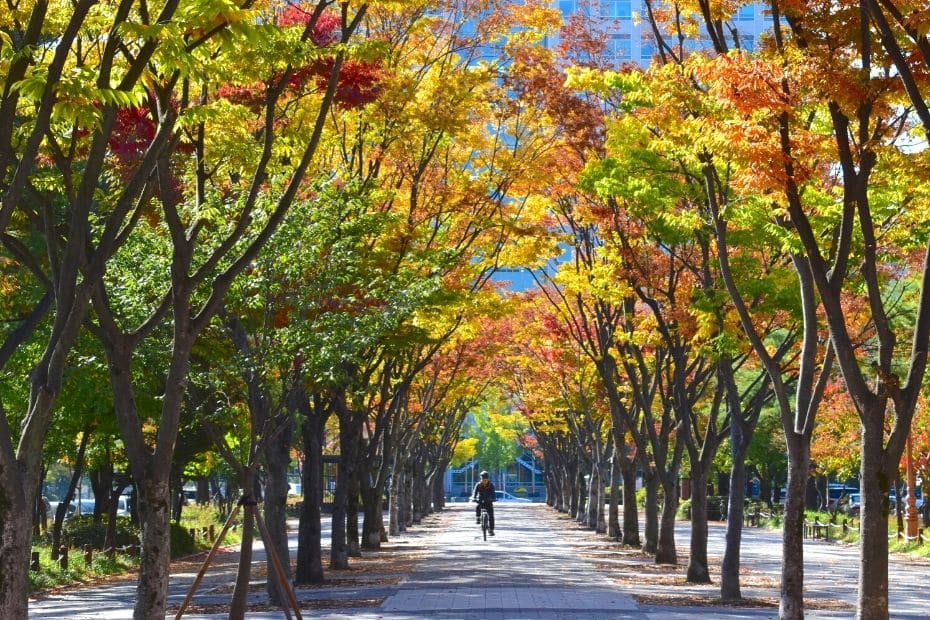 Beautiful Korean Autumn Leaves Pictures: Best Foliage 2024 41 Tree lined street in Daejeon, Korea
