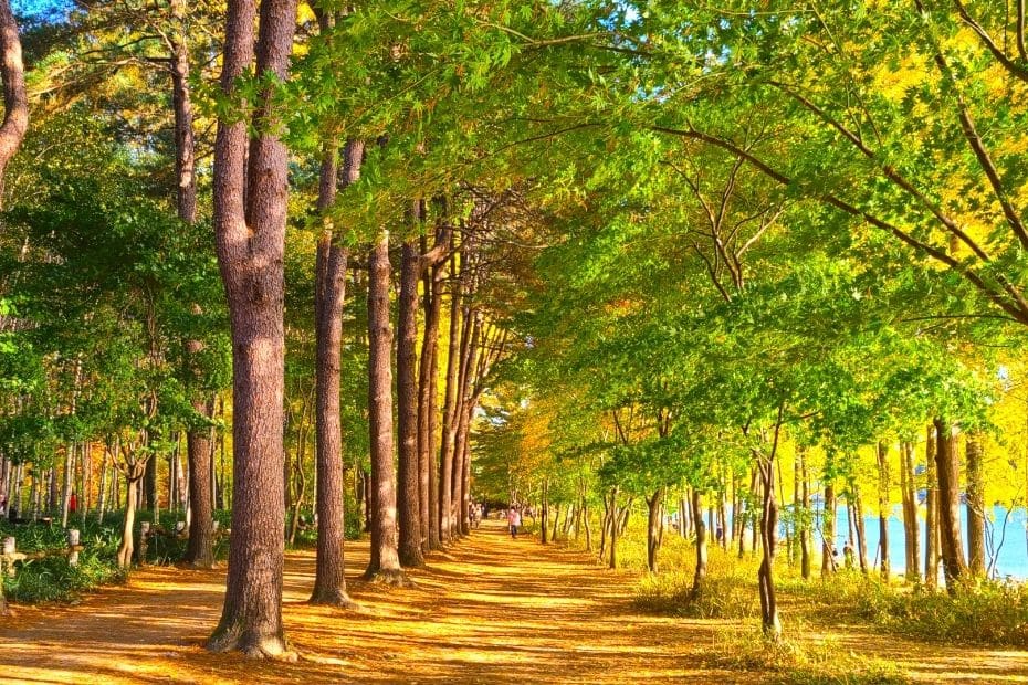 Beautiful Korean Autumn Leaves Pictures: Best Foliage 2024 26 Tree lined street at Nami Island, Gapyeong