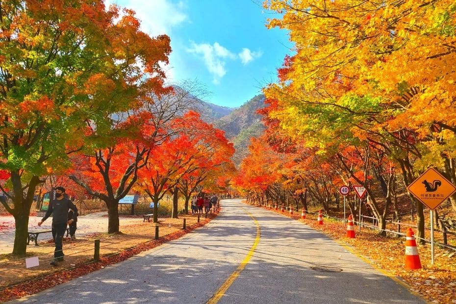 Beautiful Korean Autumn Leaves Pictures: Best Foliage 2024 7 Korean Autumn Leaves Pictures from Naejangsan National Park