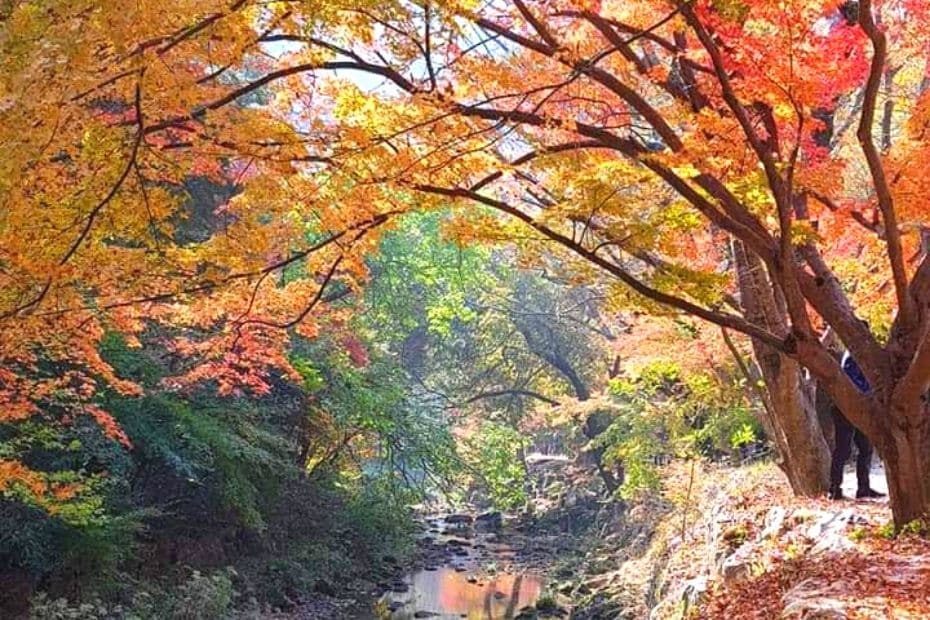 Beautiful Korean Autumn Leaves Pictures: Best Foliage 2024 30 Stream at Gangcheonsan Mountain, Sunchang