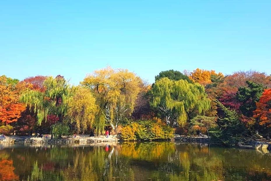 Beautiful Korean Autumn Leaves Pictures: Best Foliage 2024 14 Changgyeonggung Palace Autumn Leaves, Seoul