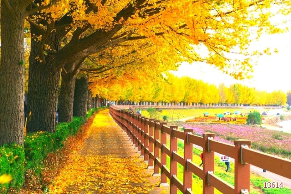 Beautiful Korean Autumn Leaves Pictures: Best Foliage 2024 23 Asan Ginkgo Tree Road, Asan