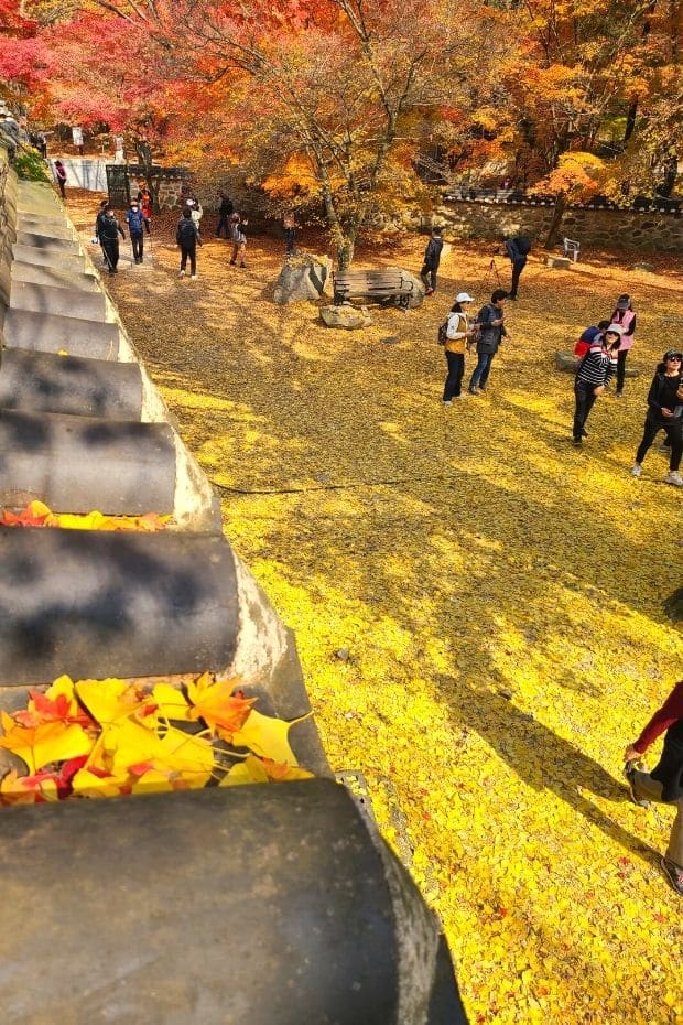 Beautiful Korean Autumn Leaves Pictures: Best Foliage 2024 21 Autumn Leaves at Naejangsa Temple at Naejangsan National Park