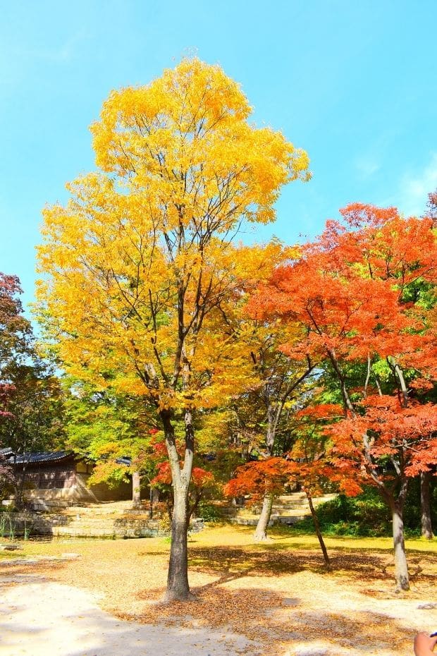 Beautiful Korean Autumn Leaves Pictures: Best Foliage 2024 11 Autumn leaves in the Secret Garden in Changdeokgung Palace, Seoul