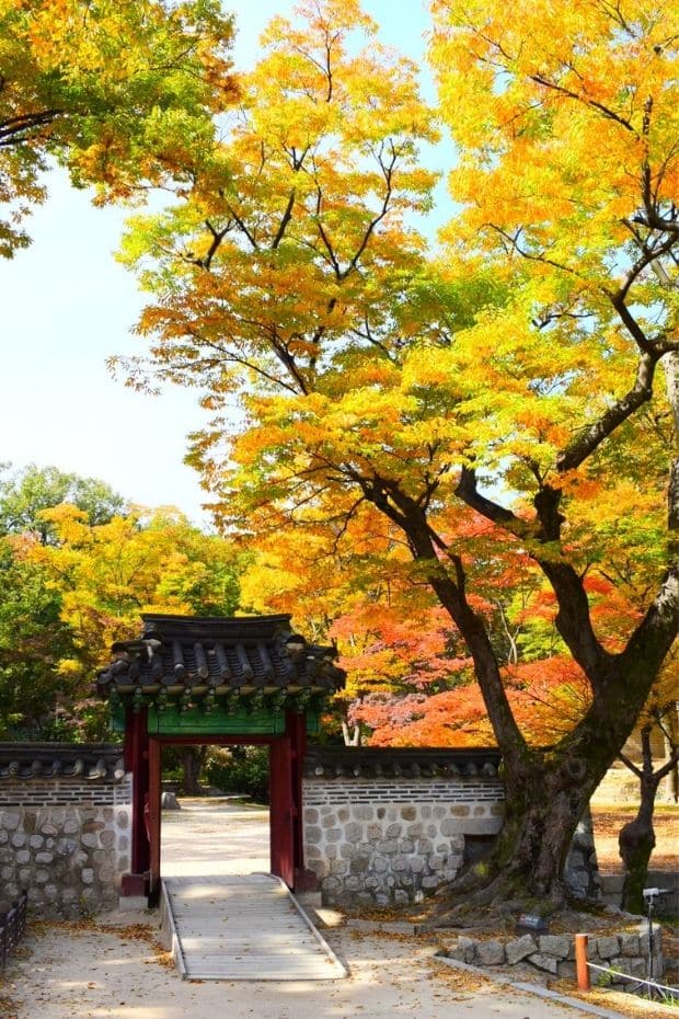 Beautiful Korean Autumn Leaves Pictures: Best Foliage 2024 12 Inside the Secret Garden at Changdeokgung Palace, Seoul