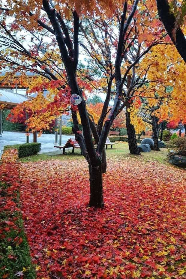 Beautiful Korean Autumn Leaves Pictures: Best Foliage 2024 44 Maples leaves on the ground in Daejeon