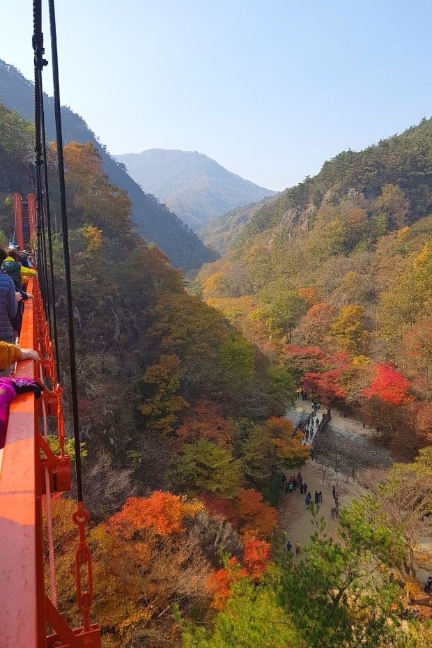Beautiful Korean Autumn Leaves Pictures: Best Foliage 2024 31 Suspension bridge at Gangcheonsan Mountain, Sunchang