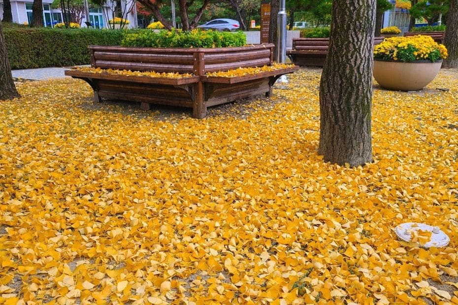 Beautiful Korean Autumn Leaves Pictures: Best Foliage 2024 42 Yellow ginkgo leaves on the street in Daejeon, Korea
