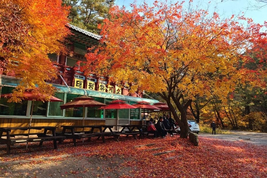 Beautiful Korean Autumn Leaves Pictures: Best Foliage 2024 34 Rest Stop at Songnisan National Park