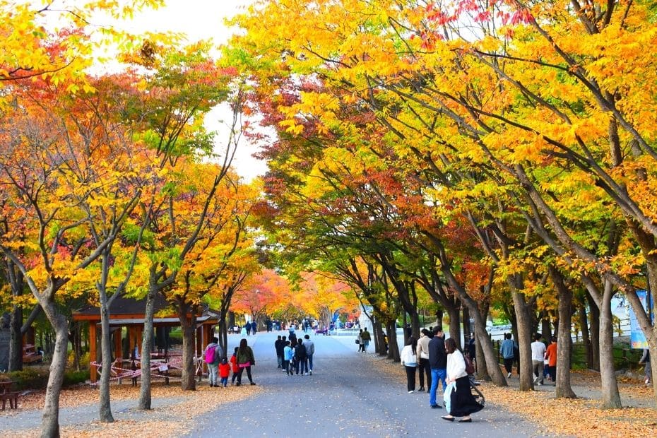 Beautiful Korean Autumn Leaves Pictures: Best Foliage 2024 18 Seoul Zoo at Seoul Grand Park during autumn