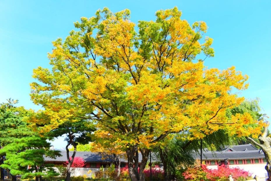 Beautiful Korean Autumn Leaves Pictures: Best Foliage 2024 13 Changdeokgung Palace, Seoul