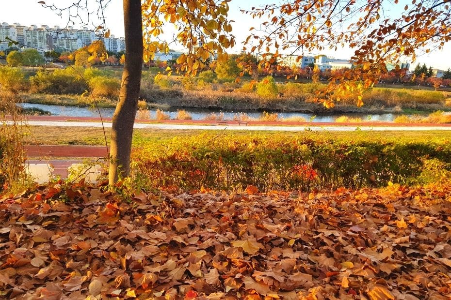 Beautiful Korean Autumn Leaves Pictures: Best Foliage 2024 43 Autumn leaves in Daejeon, Korea