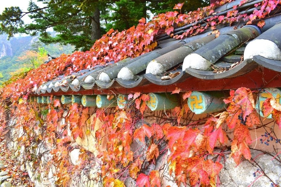 Beautiful Korean Autumn Leaves Pictures: Best Foliage 2024 25 Leaf covered wall at Seoraksan National Park
