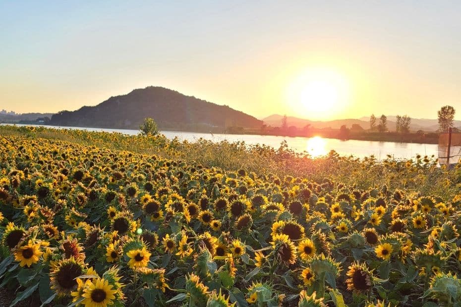 10 Things To Do In Buyeo 2024: UNESCO World Heritage City 25 Sunflowers and sunset over the Baegmagang River in Buyeo