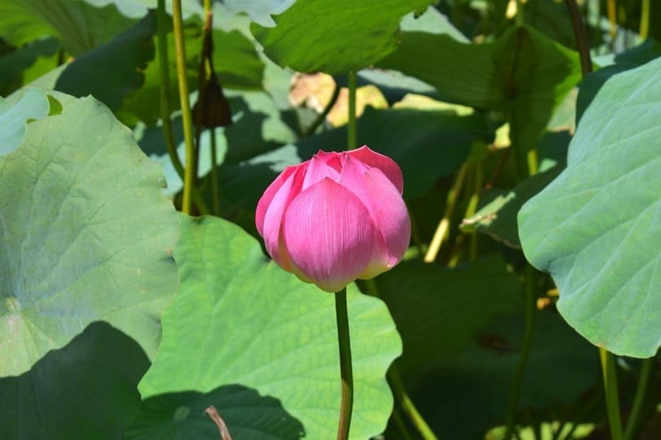 10 Things To Do In Buyeo 2024: UNESCO World Heritage City 36 Lotus Flower amongst leaves in Gungnamji Pond