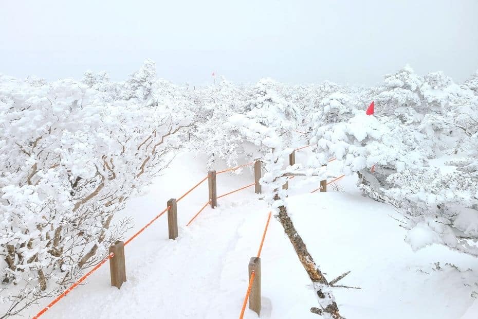 When To Go Hiking In Korea: Seasonal Hiking Guide 2024 11 Snow on Hallasan Mountain on Jeju Island in winter