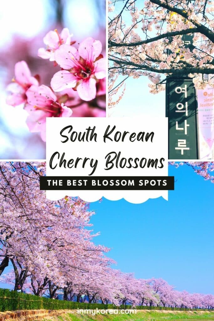 Where To See Cherry Blossoms In Korea 2024: Seoul And Beyond 35 Where To See Cherry Blossoms In Korea 1