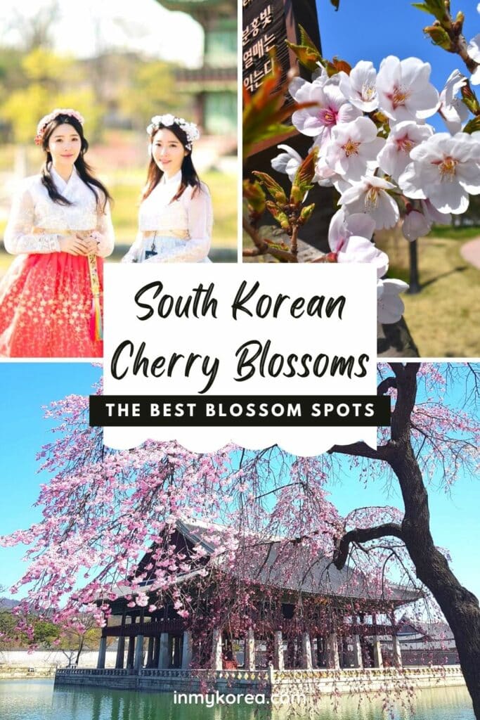 Where To See Cherry Blossoms In Korea 2024: Seoul And Beyond 36 Where To See Cherry Blossoms In Korea 3