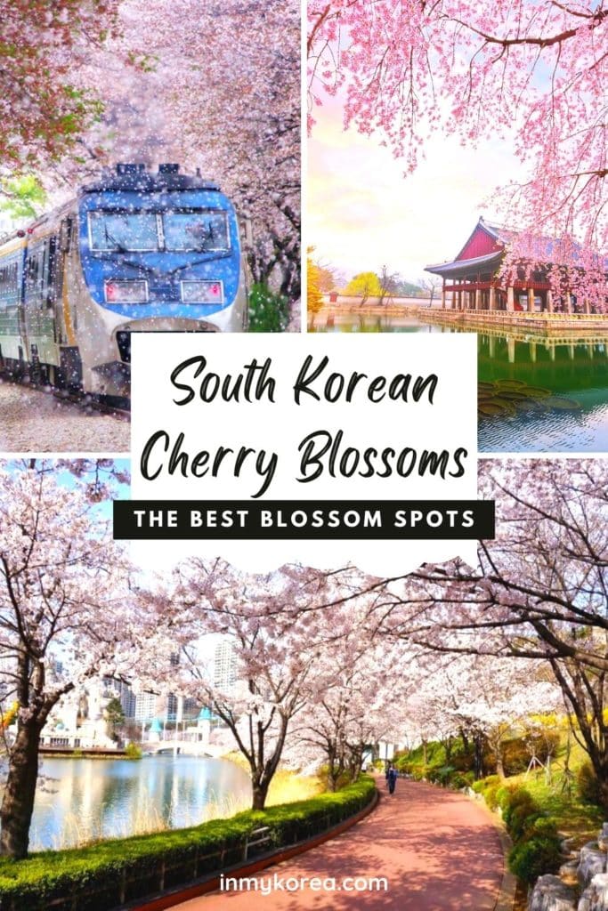 Where To See Cherry Blossoms In Korea 2024: Seoul And Beyond 37 Where To See Cherry Blossoms In Korea 4