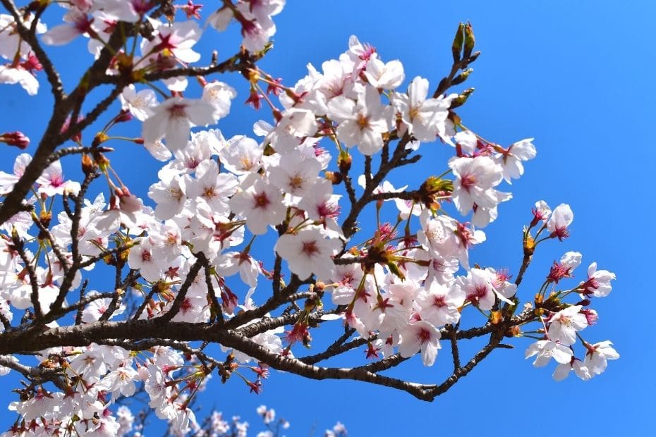 Where To See Cherry Blossoms In Korea 2024: Seoul And Beyond 33 White cherry blossoms against a blue sky