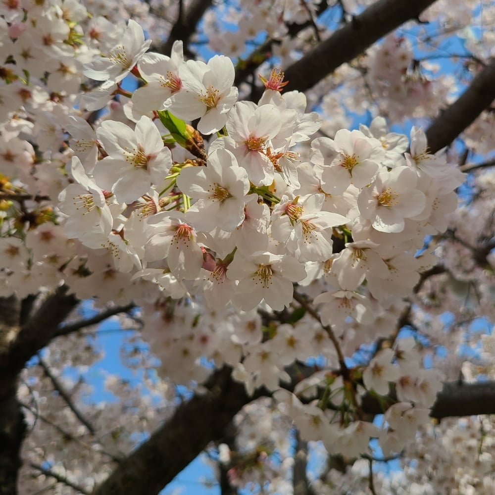 Where To See Cherry Blossoms In Korea 2024: Seoul And Beyond 20 White cherry blossoms in Seoul