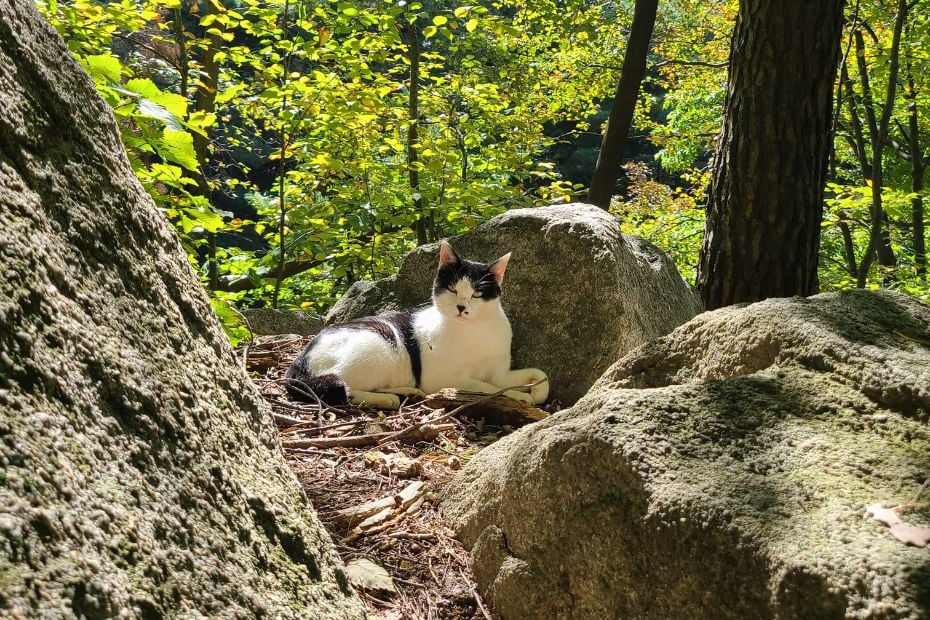 How To Hike Bukhansan Baegundae Peak: Seoul's Best Hike 2024 28 Wild cat in Bukhansan National Park