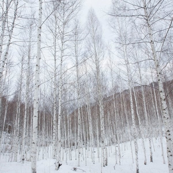 Wondaeri Birch Forest During Winter in Korea Wondaeri Birch Forest During Winter in Korea