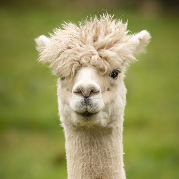 25 Best Day Trips From Seoul: Tours From Seoul To Try In 2024 12 Alpaca World on a day trip from Seoul