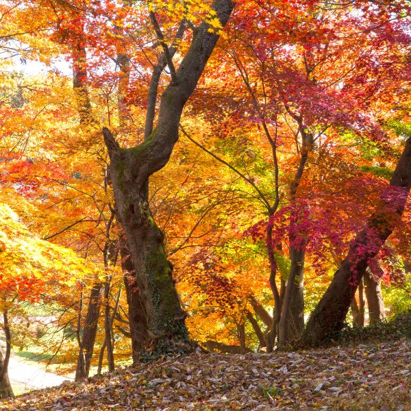 50 Unique Korean Experiences In Korea You'll Definitely Love 48 Autumn foliage at Seonunsa Temple