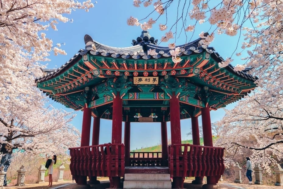 About Me 1 Cherry blossoms at a pagoda in Seoul Korea