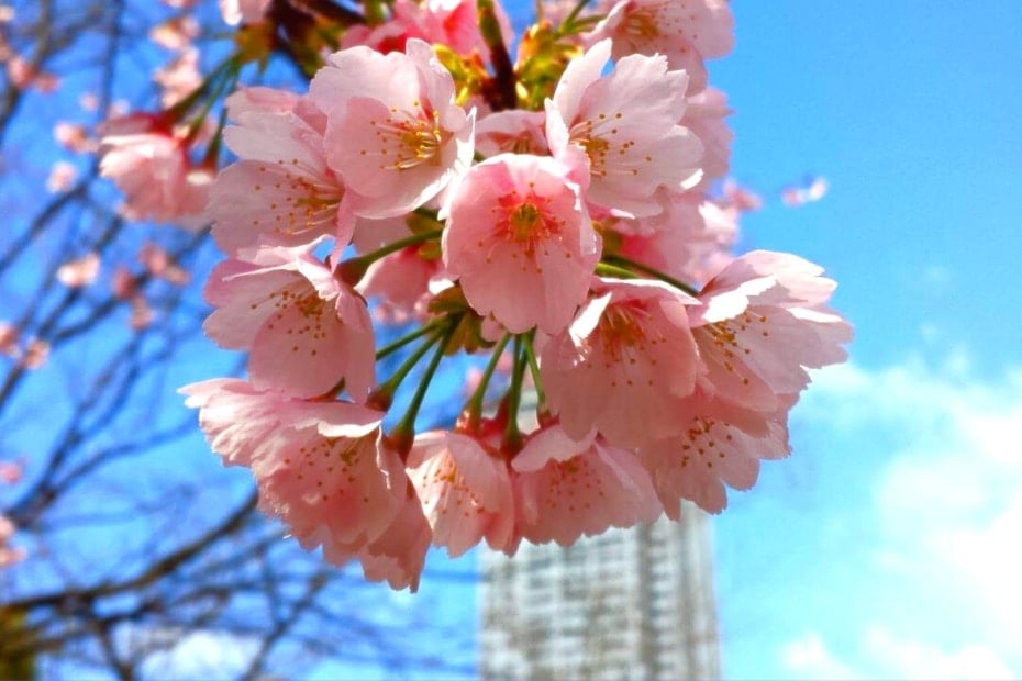 About Me 3 Cherry Blossoms In Korea With blue Sky