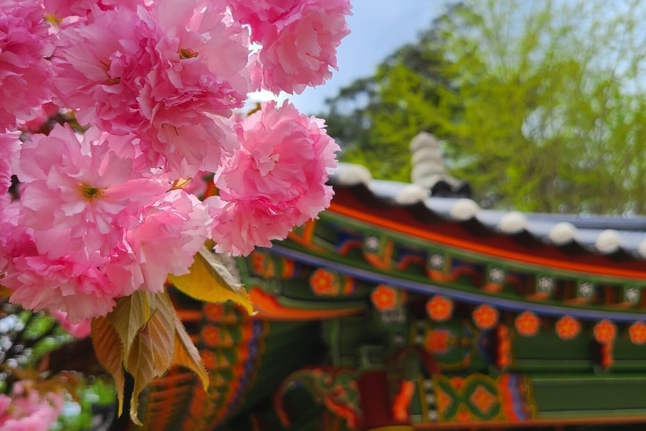 About Me 2 Cherry Blossoms In Korea with temple building