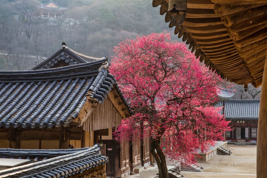 25 Best Day Trips From Seoul: Tours From Seoul To Try In 2024 4 Day trips from Seoul to Korean temples