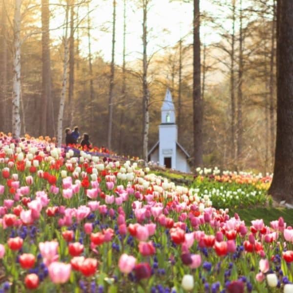25 Best Day Trips From Seoul: Tours From Seoul To Try In 2024 35 Garden of Morning Calm Spring Festival