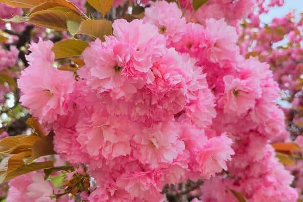 Where To See Cherry Blossoms In Korea 2024: Seoul And Beyond 25 King cherry blossoms on Jeju Island