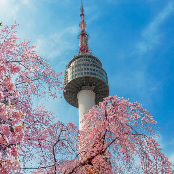 50 Unique Korean Experiences In Korea You'll Definitely Love 47 N Seoul Tower With Cherry Blossoms