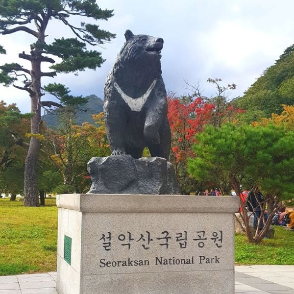 50 Unique Korean Experiences In Korea You'll Definitely Love 26 Seoraksan National Park Bear Statue