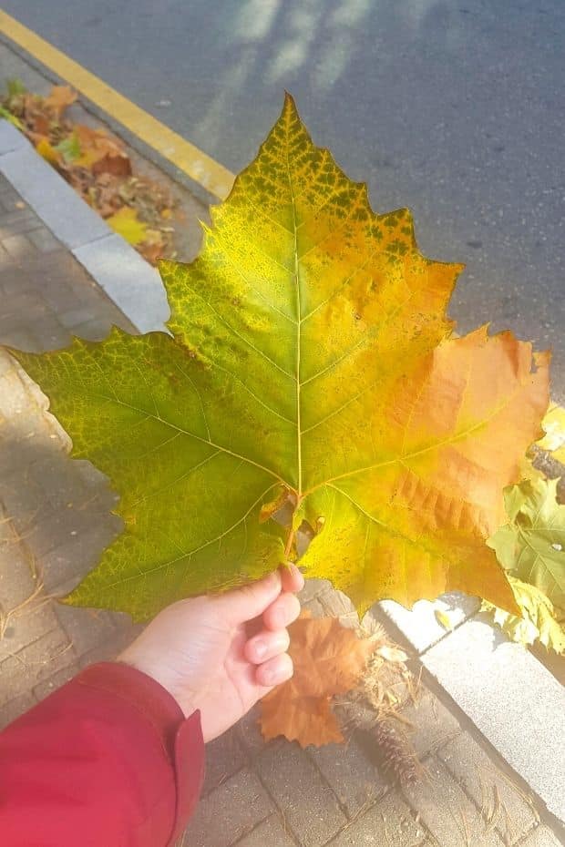 Beautiful Korean Autumn Leaves Pictures: Best Foliage 2024 45 Giant leaf in Korea
