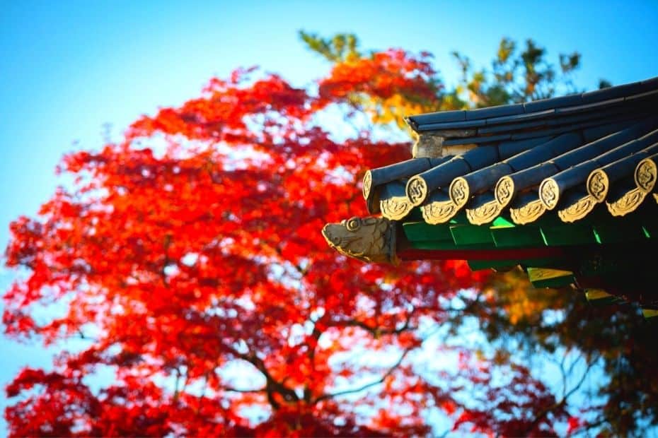 Beautiful Korean Autumn Leaves Pictures: Best Foliage 2024 20 Autumn leaves in Korea