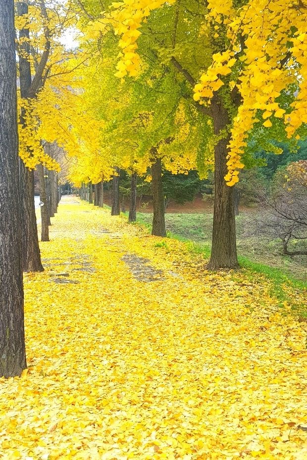 Beautiful Korean Autumn Leaves Pictures: Best Foliage 2024 46 Yellow ginkgo leaves on the street in Korea