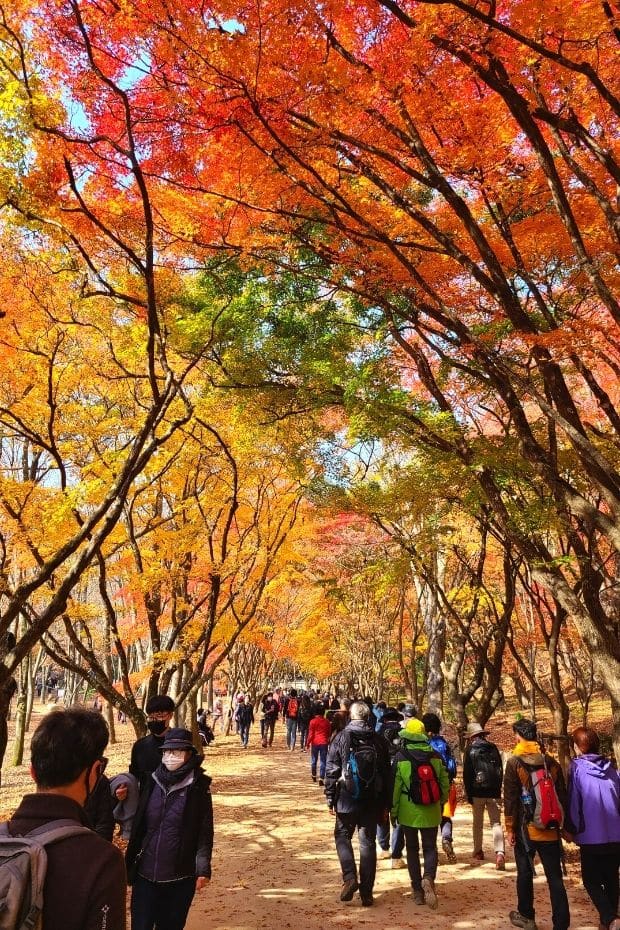 Beautiful Korean Autumn Leaves Pictures: Best Foliage 2024 29 Crowds of people at Gangcheonsan Mountain, Sunchang