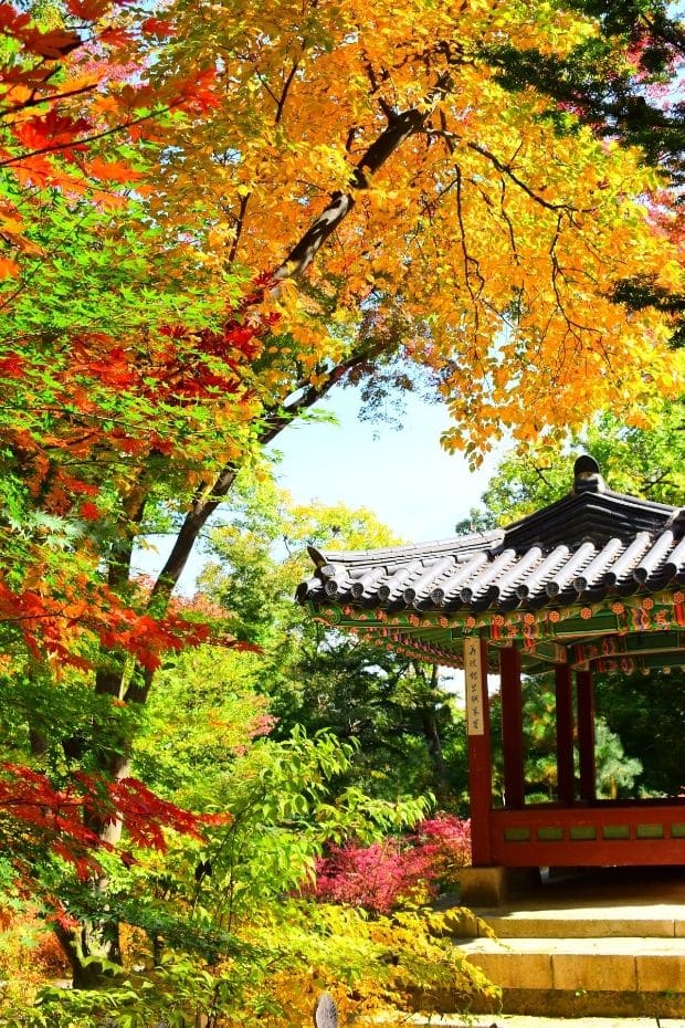 Beautiful Korean Autumn Leaves Pictures: Best Foliage 2024 10 Inside the Secret Garden at Changdeokgung Palace, Seoul