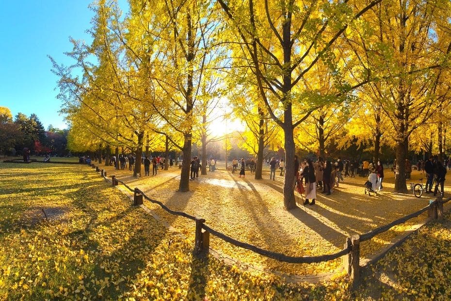 Beautiful Korean Autumn Leaves Pictures: Best Foliage 2024 6 Yellow ginkgo trees at Nami Island, Korea